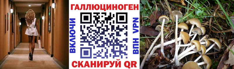 Галлюциногенные грибы Cubensis  Купить где  Ивангород 